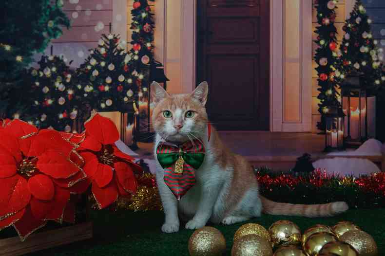 Gato Beto, em ensaio de Natal feita pela Vale para incentivar a adoção dos animais afetados pelo desastre em Brumadinho