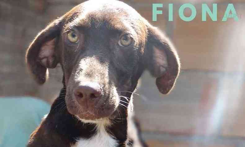 Fiona tem seis meses e estar na feira de adoo em busca de um lar (foto: Sociedade Mineira Protetora dos Animais/ divulgao)