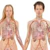 Dia Mundial do Rim alerta para a prevenção da doença renal crônica  (DCR)