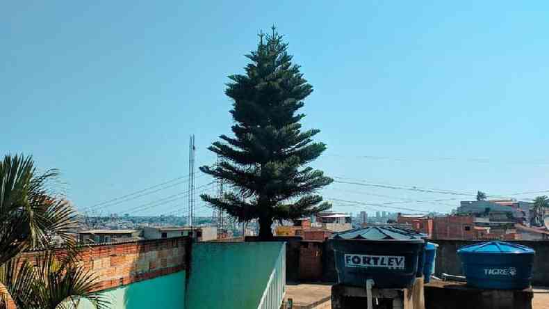 A árvore de Natal plantada há 37 anos que atravessa 4 andares de casa de  família em São Paulo - Internacional - Estado de Minas