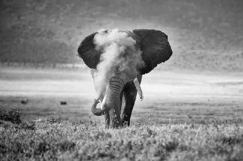 Um elefante africano soprando poeira na Catera de Ngorongoro, na Tanznia, frica