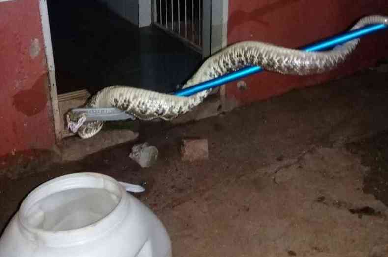 Bombeiros capturaram a cascavel que  uma das cobras de veneno mais potente do Brasil (foto: CBMMG)