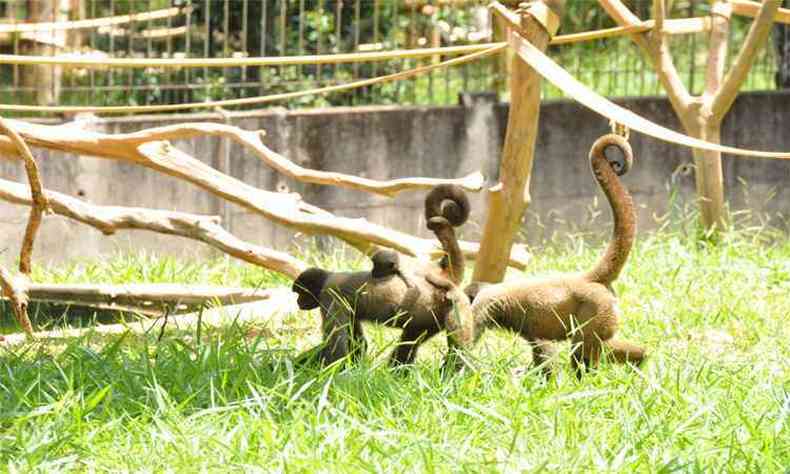 Primatas, uma das grandes atraes para os visitantes da unidade, foram transferidos para recintos protegidos por telas em reas reservadas (foto: Jair Amaral/EM/DA Press)