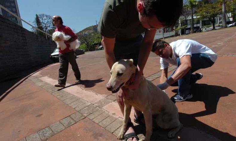 Cães, a partir de quatro meses, devem ser levados para vacinas em um dos 500 postos. A vacina é grátis e em dose única (foto: Cristina Horta/EM/D.A/Press) Cães, a partir de quatro meses, devem ser levados para vacinas em um dos 500 postos. A vacina é grátis e em dose única (foto: Cristina Horta/EM/D.A/Press)