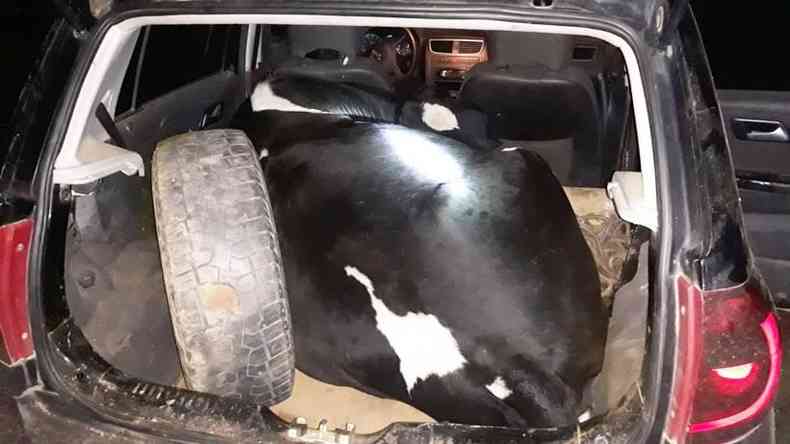 Vaca estava amarrada e sedada em carro 'adaptado' para transportar animais