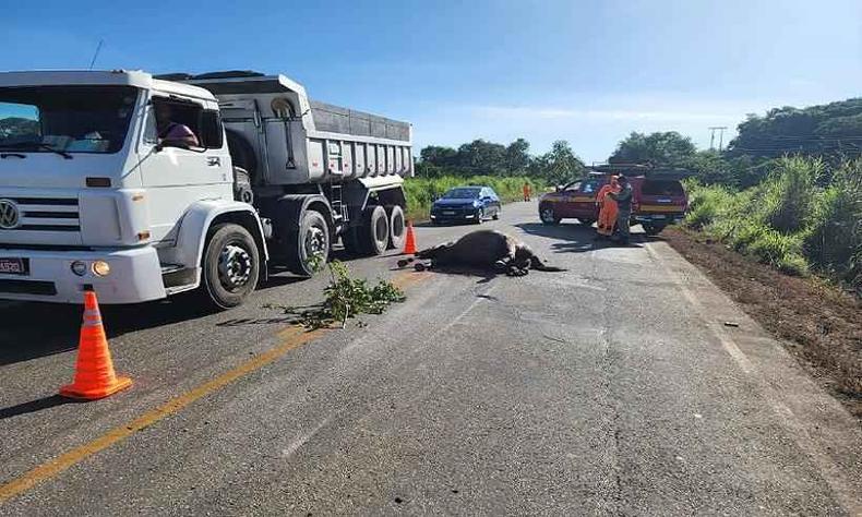 O trfego de veculo teve de ser interrompido at a retirada do animal da pista