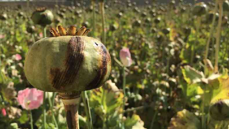 Campo de papoula no Afeganisto, que  o maior produtor de pio do mundo(foto: BBC)