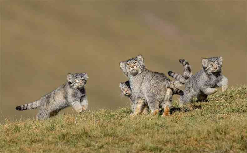 (foto: Shanyuan Li/WPY2020)