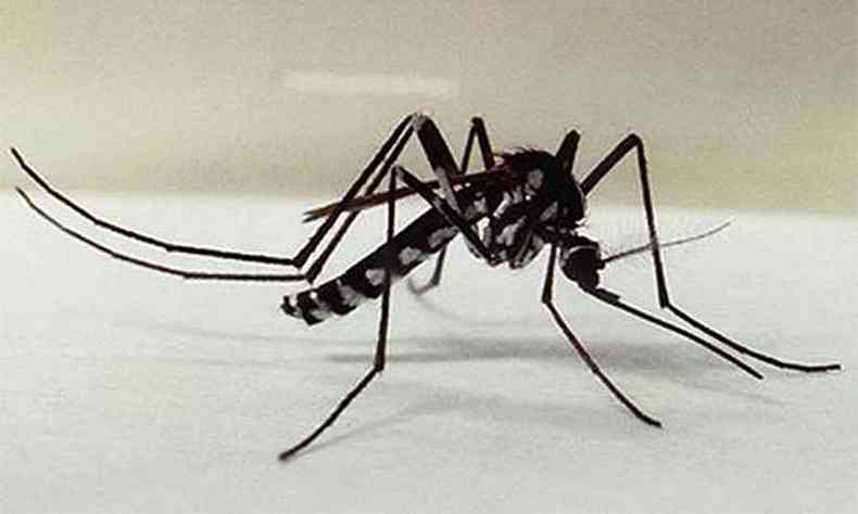 Mosquito transmissor da mayaro  o mesmo vetor da febre amarela(foto: Fio Cruz/Divulgao)