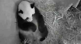 Reproduo por vias naturais  rara, pois a fmea tem apenas 4 dias frteis por ano(foto: AFP PHOTO /SCHOENBRUNN ZOO/ HO )