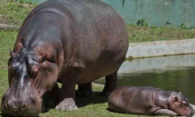 Hipopotamo Geriza e seu filhote