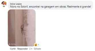 Aranha robusta tambm foi vista em garagem de prdio do Buritis(foto: Reproduo Facebook)