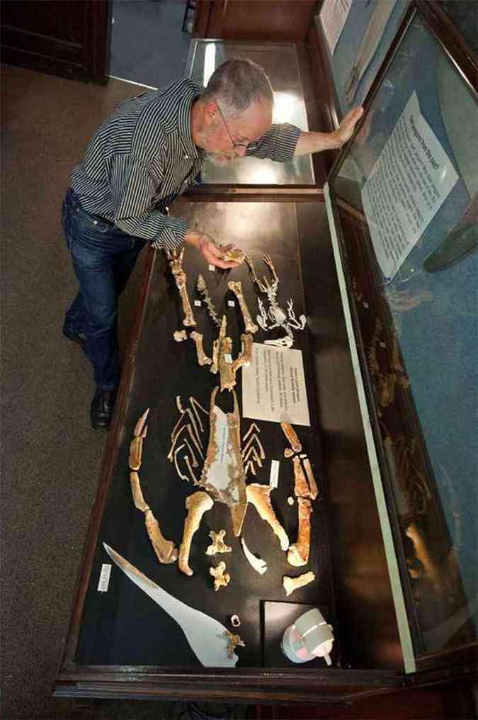 O professor Ewan Fordyce mostra os ossos fossilizados do pinguim gigante, ao lado do esqueleto de um pequeno pinguim azul, na universidade de Dunedin(foto: AFP PHOTO / Geology Museum / University of Otago)