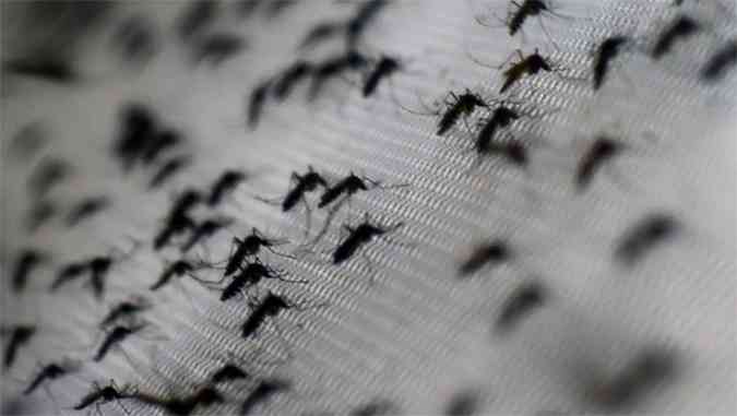 Dengue e febre chikungunya so transmitidas pelos mesmos mosquitos: Aedes aegypti e Aedes albopictus(foto: CHRISTOPHE SIMON)