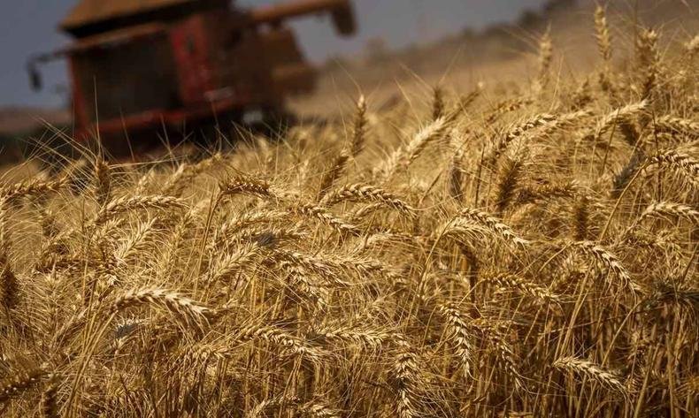 Em relação ao ano passado, o aumento previsto é de 3,3% ou 8,5 milhões de toneladas(foto: CNA/Wanderson Araújo/Trilux ) Na foto, plantação de trigo