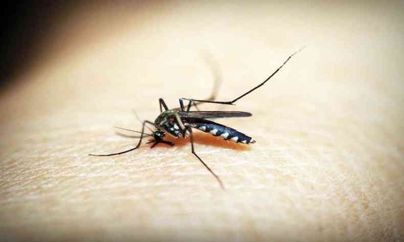 mosquito Aedes Aegypti 