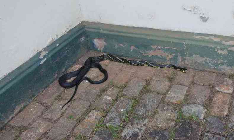 Serpente é capturada em empresa de lanternagem em Betim