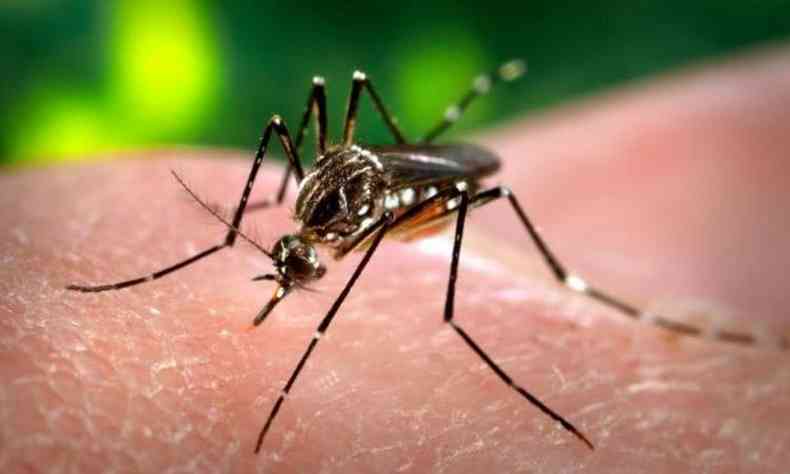 O 'Aedes aegypti'  o responsvel pela transmisso da dengue, zika vrus e chickungunya(foto: Arquivo/Wikipedia)