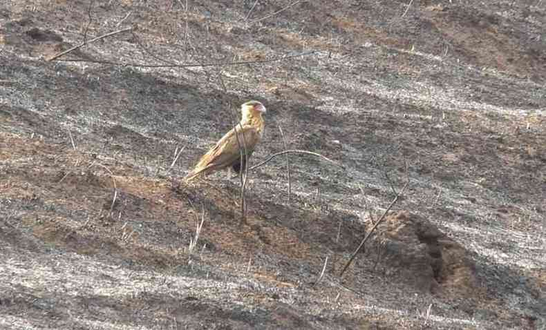 Gavio carcar em meio s cinzas do incndio florestal em Dom Lara, regio de Caratinga