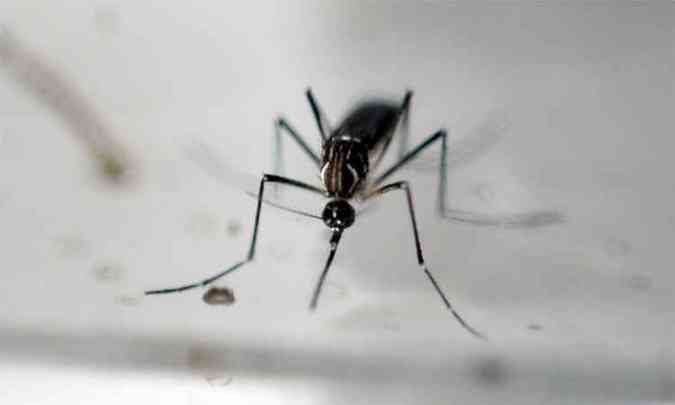 Combate ao mosquito Aedes aegypti  fundamental para reduo da doena (foto: Marvin Recinos/AFP - 24/6/16)