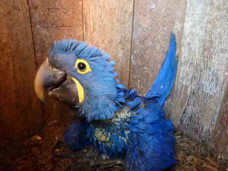 Primeiro filhote de arara-azul-grande do casal j com toda a plumagem azul e olhos e papo amarelos