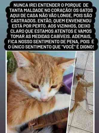Mais um gato foi encontrado envenenado nesta tera-feira em Piracema(foto: Reproduo/Redes sociais)