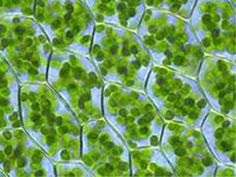 Pesquisadores da Unicamp desenvolvem molculas de clorofila artificial capazes de usar energia solar e gua para gerar hidrognio e oxignio; estudo foi apresentado em evento na Inglaterra (foto: (imagem de cloroplastos de planta: Wikimedia))