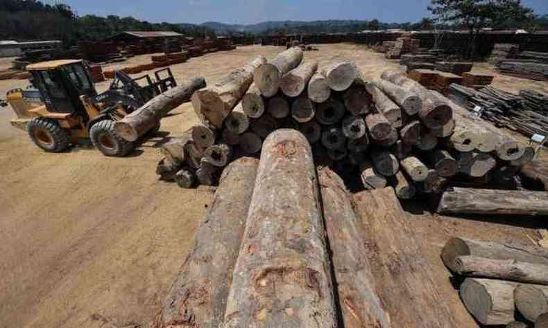 Imagem mostra vrios troncos de rvores