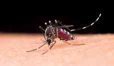 Dengue e chikungunya: testes da Fiocruz revelam alto ndice de coinfeco 
