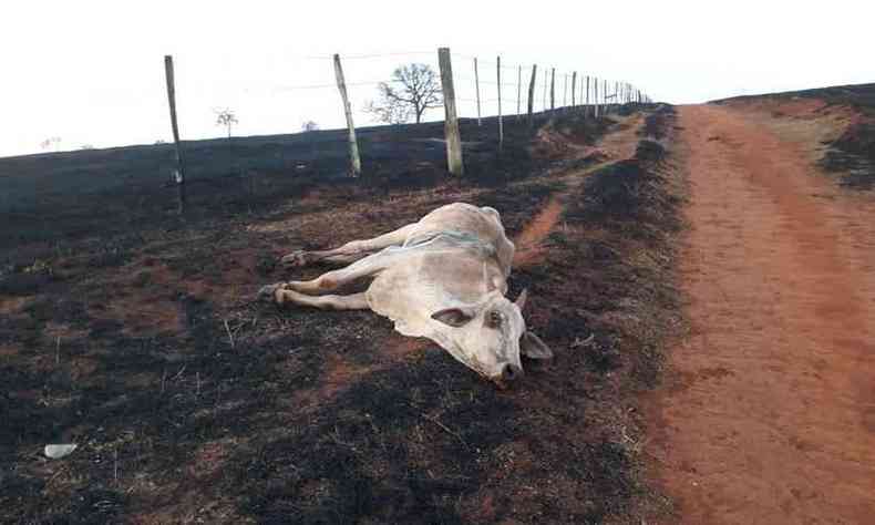Animais morreram devido  fumaa do incndio(foto: Reproduo/Corpo de Bombeiros)