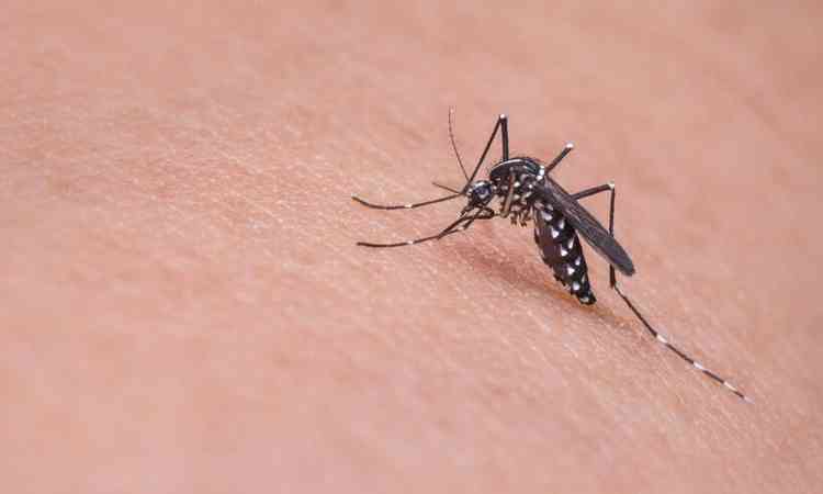 mosquito da dengue sobre a pele
