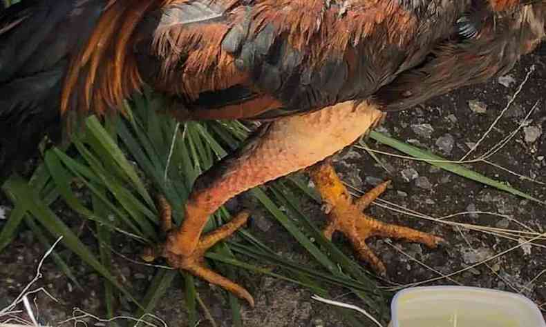 As aves que eram usadas para rinhas estavam machucadas(foto: Polcia Civil/Reproduo)