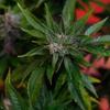 Entenda lei que prevê distribuição da Cannabis medicinal pelo SUS em São Paulo