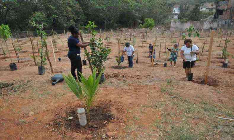 (Belo Horizonte - MG. Moradores do Bairro Novo Aaro Reis plantam 766 rvores em rea que foi desapropiada)
