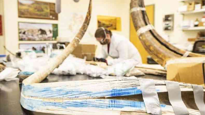 Fósseis de mamute em laboratório; há muitos restos bem preservados destes animais na Sibéria