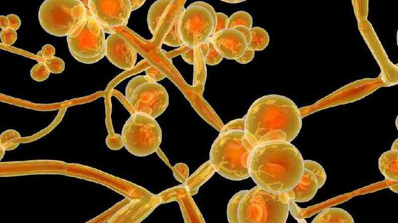 A maioria das infecções por Candida auris documentadas no mundo aconteceram em ambientes hospitalares(foto: Getty Images)