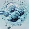 Inseminação intrauterina, fertilização in vitro: qual método é mais eficaz e o que está disponível no SUS?