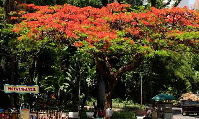 Flambois na Praa Raul Soares e no Parque Municipal: alm da cor das flores, chamam a ateno a amplitude da copa e a altura do tronco da rvore, que pode chegar a 15 metros