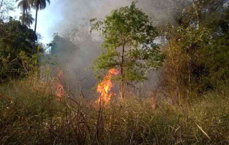Bombeiros atenderam incndio em vegetao no Centro de Santa Luzia(foto: Corpo de Bombeiros/Divulgao)
