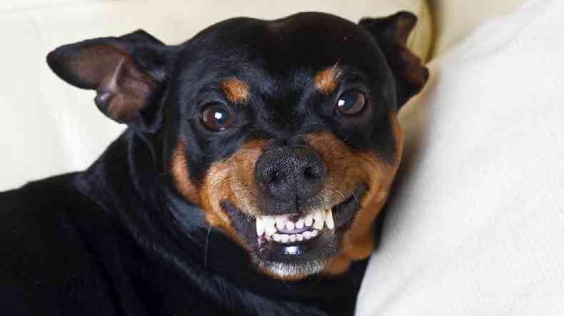 pinscher mostrando os dentes