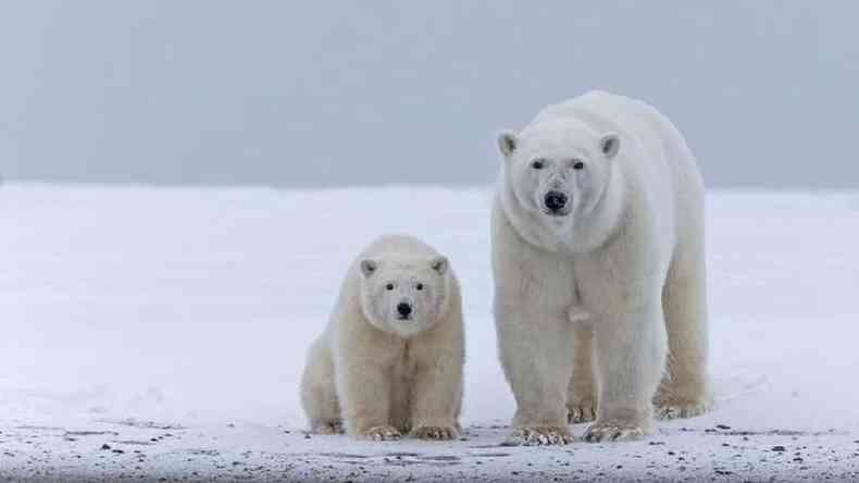 Fmea de urso polar com seu filhote