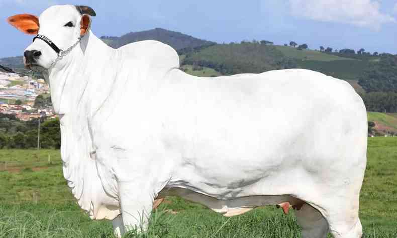 A vaca Stela FIV do Mura  avaliada em cerca de R$ 5 milhes