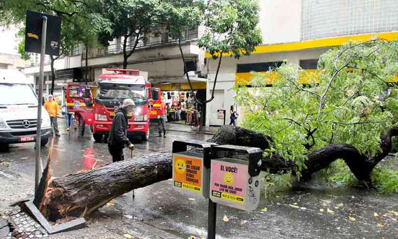 rvore de grande porte caiu na Rua So Paulo e, segundo testemunhas, por pouco no atingiu taxista (foto: Sidney Lopes/EM/D.A Press)