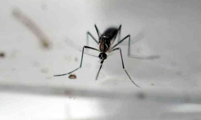 Com a temporada de chuvas, a situao  de alerta para conter a proliferao do Aedes Aegypti(foto: Marvin Recinos/AFP )