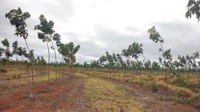 Depois da crise dos últimos dois anos, há expectativa de investimento no cultivo(foto: Senar/Divulgação) Depois da crise dos últimos dois anos, há expectativa de investimento no cultivo(foto: Senar/Divulgação)