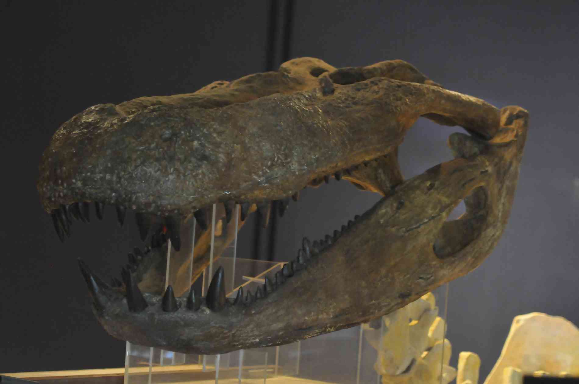 Museu no Acre abriga réplica do Purussaurus e até caixa que só será aberta  em 2120 - Portal Amazônia