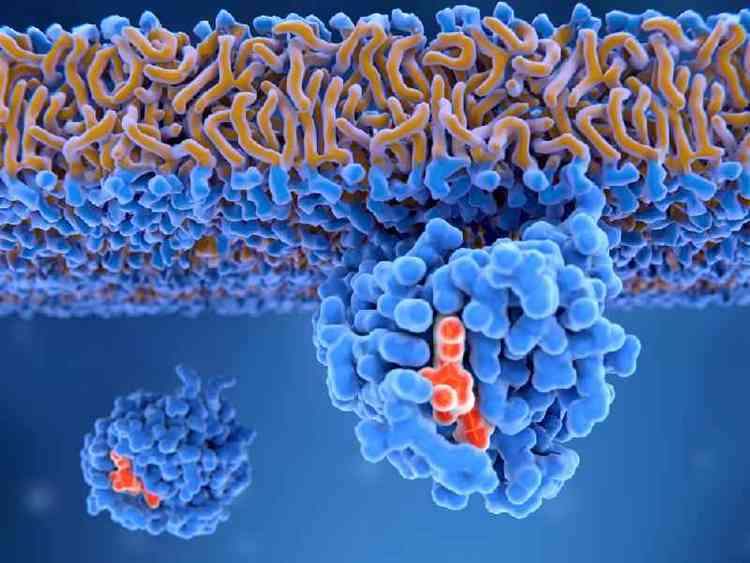 Protena Ras ativada ligada  membrana celular. Ras oncogenes levam a diferenciao celular descontrolada