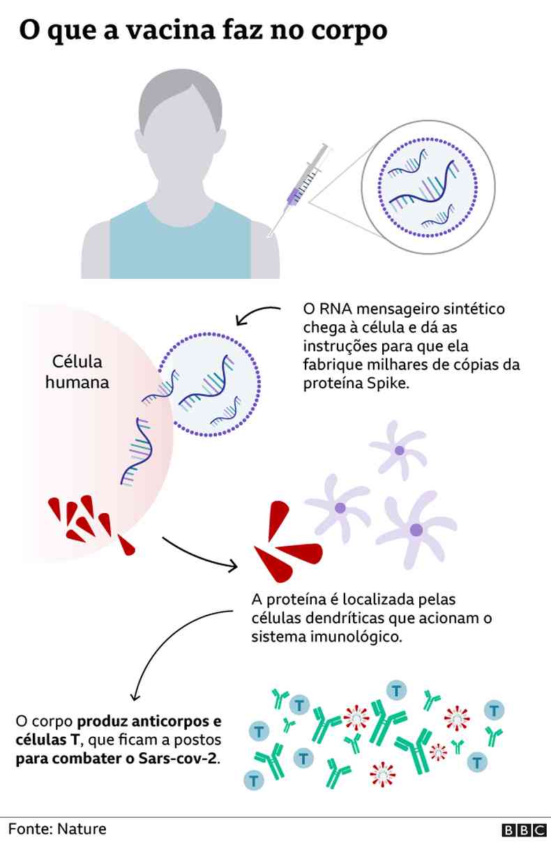 Grfico mostra como a vacina de RNA mensageiro funciona no corpo