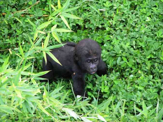 Com quase 10 meses, filhotes de gorila do Zoolgico de BH se desenvolvem bem e ficam mais independentes. Na foto, Jahari, que nasceu em setembro de 2014Suziane Fonseca/Fundao Zoo-Botnica de BH