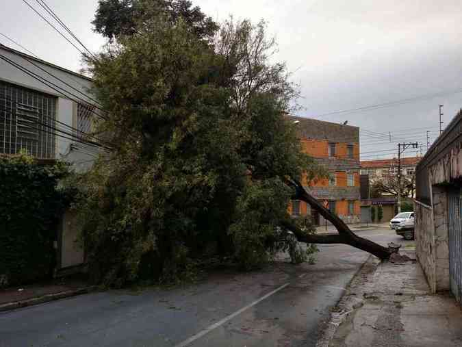 rvore cada na Rua Catete, no Bairro Alto Barroca, Regio Oeste da capital Joo Paulo Martins/Divulgao